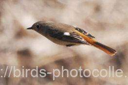 ジョウビタキ♀　2026.02.12