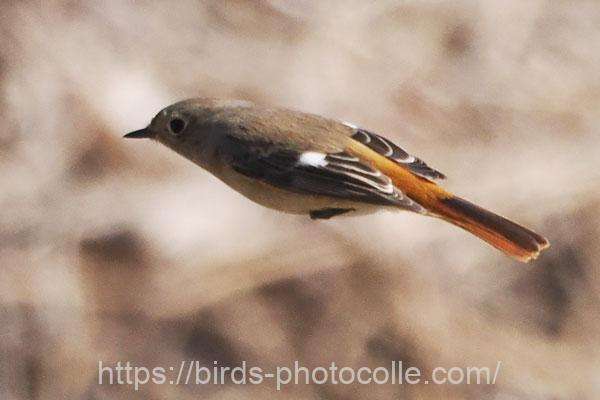 ジョウビタキ♀　2026.02.12