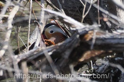 オシドリ　2025.04.09