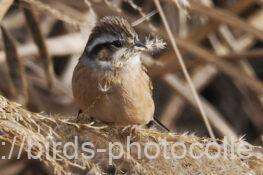 ホオジロ2　2026.01.10