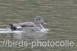 オカヨシガモ　2025.12.26