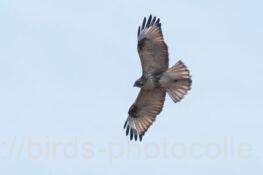 ノスリ　2026.02.18