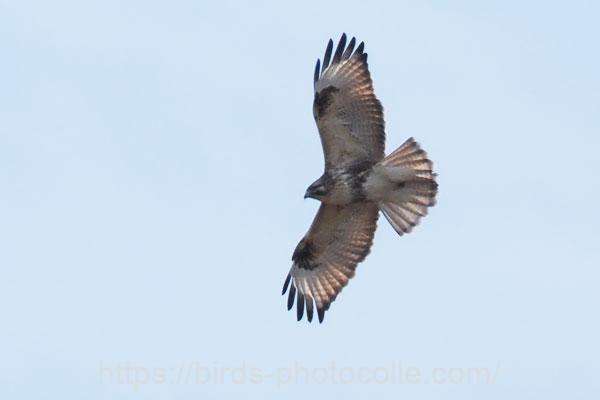 ノスリ　2026.02.18