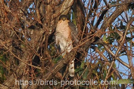 ハイタカ　2024.01.05