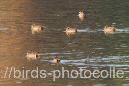 13羽以上トモエガモ　2025.12.29