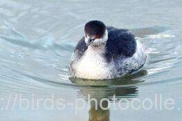 ハジロカイツブリ　2026.01.02