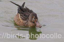 ハシビロガモ　2025.10.21