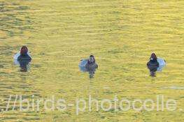 ホシハジロ　2025.11.14