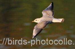 ユリカモメ　2025.11.15