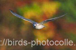 クロハラアジサシ　2025.11.20