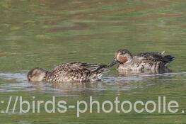 コガモ　2025.11.03