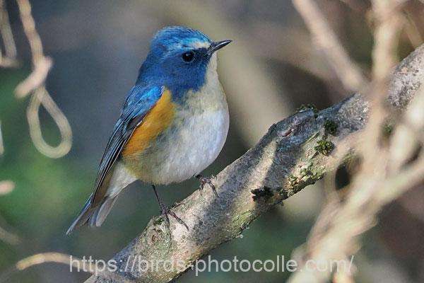 ルリビタキ　2026.01.02