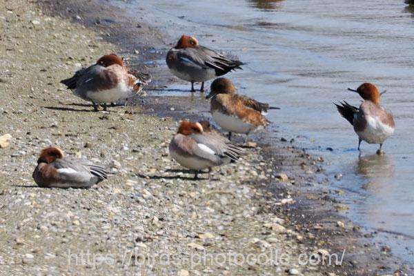 ヒドリガモ　2026.03.04