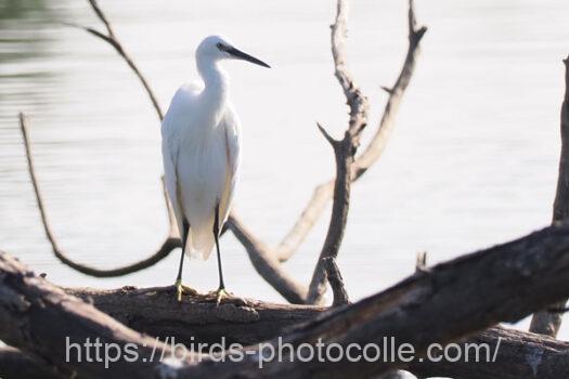 コサギ　2024.09.18