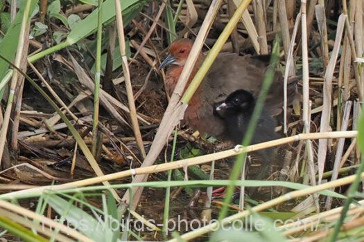 ヒクイナ　2023.08.19