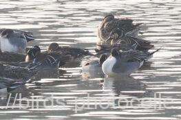 ♂5羽♀3羽点在　トモエガモ　2026.02.16