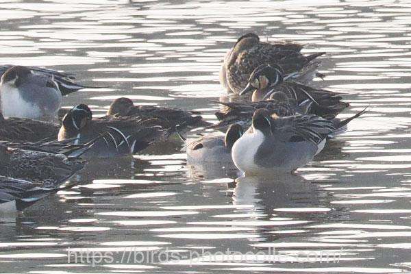 ♂5羽♀3羽点在　トモエガモ　2026.02.16