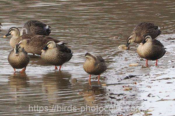 カルガモ　2026.01.12