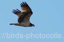 ミサゴ　2026.01.28