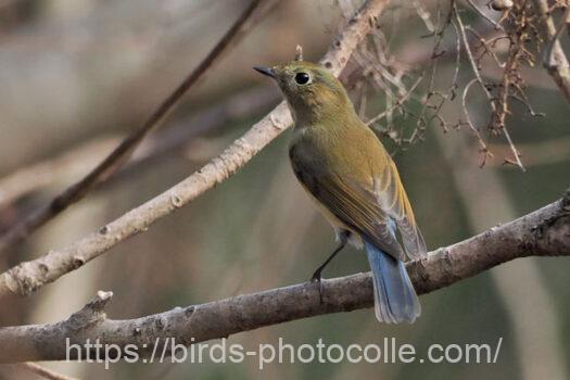 ルリビタキ　2025.02.15