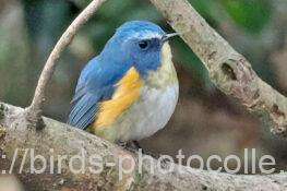 ルリビタキ　2026.01.15