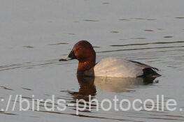 ホシハジロ　2026.03.02