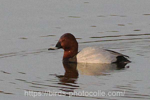 ホシハジロ　2026.03.02