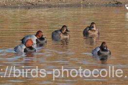 ホシハジロ　2025.11.22