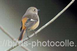 ジョウビタキ　2026.01.10