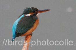 カワセミ　2026.02.06