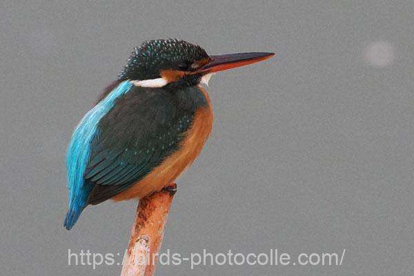 カワセミ　2026.02.06