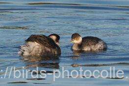 ハジロカイツブリ　2025.11.29