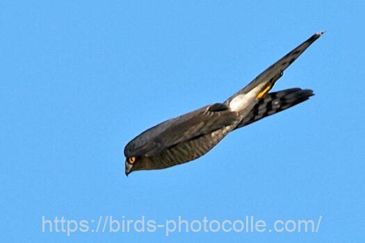 ハイタカ　2024.01.01