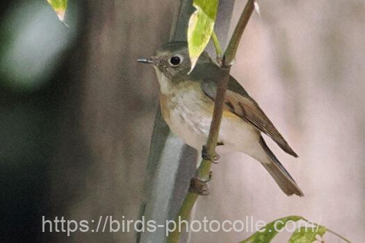 ルリビタキ　2025.03.10