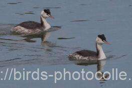 2羽観察カンムリカイツブリ　2025.01.07