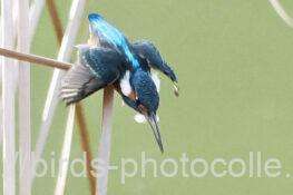 カワセミ　2026.02.24