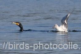 食材を探すのはカワウの役目？ユリカモメ　2024.11.22
