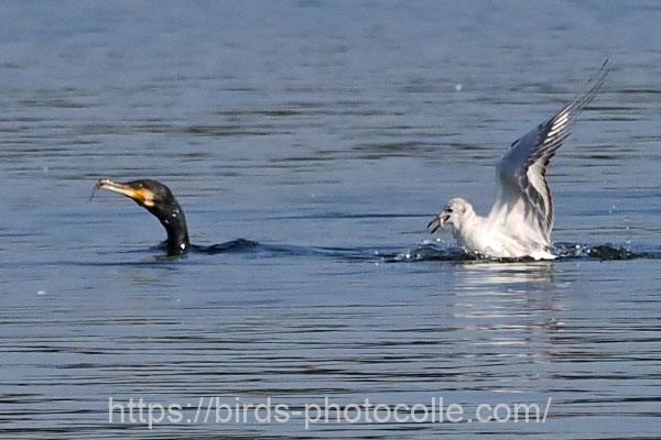 食材を探すのはカワウの役目？ユリカモメ　2024.11.22