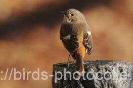 ジョウビタキ♀ 2025.12.06