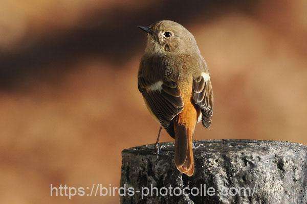 ジョウビタキ♀　2025.12.06