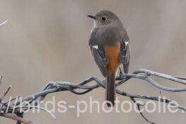 ジョウビタキ　2026.03.07