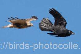 ノスリvsカラス　2025.12.22