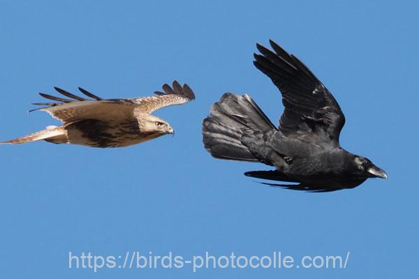 ノスリvsカラス 2025.12.22