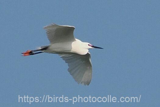 コサギ　2023.07.04