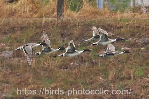 オナガガモ　2024.03.06