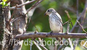 知多半島のエゾビタキ191004