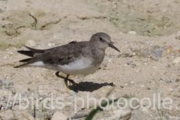 オジロトウネン成鳥　2025.09.26