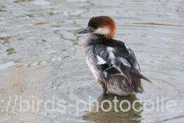 ミコアイサ　2025.12.10