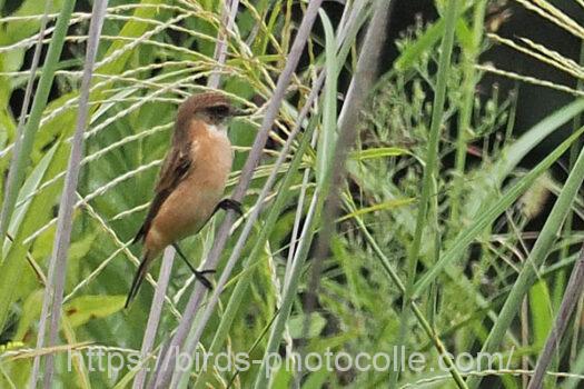 ノビタキ　2024.10.08