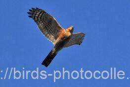 ハイタカ　2025.11.16